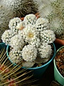 Нажмите на изображение для увеличения.

Название:	Mammillaria gracilis cv. Arizona Snowcap .jpg
Просмотров:	187
Размер:	285.9 Кб
ID:	365110