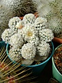 Нажмите на изображение для увеличения.

Название:	Mammillaria gracilis cv. Arizona Snowcap .jpg
Просмотров:	156
Размер:	285.9 Кб
ID:	365110