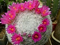 Нажмите на изображение для увеличения.

Название:	Mammillaria humboldtii.jpg
Просмотров:	176
Размер:	244.9 Кб
ID:	365111