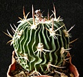 Нажмите на изображение для увеличения.

Название:	phyllacanthus_violacaflorus_SB958_55mm_-_4000p
Просмотров:	694
Размер:	191.8 Кб
ID:	365147