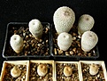 Нажмите на изображение для увеличения.

Название:	micromeris_16-19mm_-_50p,_27mm_-_200p,_19-21_-_100p,_10-12mm_-_0p_(смотреть_корни)
Просмотров:	698
Размер:	228.0 Кб
ID:	365159