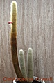 Нажмите на изображение для увеличения.

Название:	Cleistocactus strausii.jpg
Просмотров:	154
Размер:	499.4 Кб
ID:	365179