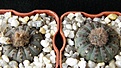 Нажмите на изображение для увеличения.

Название:	asterioides_FS485_27,30mm_-_300,400p
Просмотров:	693
Размер:	187.1 Кб
ID:	365234