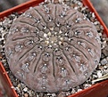 Нажмите на изображение для увеличения.

Название:	gymnocalycium platygonum.jpg
Просмотров:	488
Размер:	68.3 Кб
ID:	365262