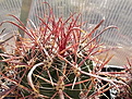 Нажмите на изображение для увеличения.

Название:	Ferocactus gracilis.jpg
Просмотров:	158
Размер:	128.2 Кб
ID:	365292