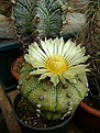 Нажмите на изображение для увеличения.

Название:	Astrophytum asterias.jpg
Просмотров:	140
Размер:	235.6 Кб
ID:	365316