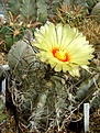 Нажмите на изображение для увеличения.

Название:	Astrophytum capricorne v.niveum.jpg
Просмотров:	155
Размер:	304.5 Кб
ID:	365317