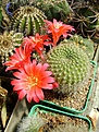Нажмите на изображение для увеличения.

Название:	Rebutia violaciflora ? .jpg
Просмотров:	155
Размер:	328.3 Кб
ID:	365318