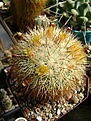 Нажмите на изображение для увеличения.

Название:	Mammillaria densispina.jpg
Просмотров:	163
Размер:	285.7 Кб
ID:	365327