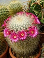 Нажмите на изображение для увеличения.

Название:	Mammillaria bella.jpg
Просмотров:	132
Размер:	431.2 Кб
ID:	365395