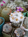 Нажмите на изображение для увеличения.

Название:	Mammillaria herrerae v.albiflora .jpg
Просмотров:	148
Размер:	277.0 Кб
ID:	365396