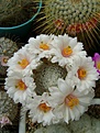 Нажмите на изображение для увеличения.

Название:	Mammillaria herrerae v.albiflora .jpg
Просмотров:	156
Размер:	237.6 Кб
ID:	365397