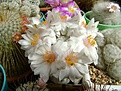Нажмите на изображение для увеличения.

Название:	Mammillaria herrerae v.albiflora .jpg
Просмотров:	151
Размер:	224.4 Кб
ID:	365398