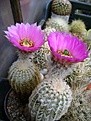 Нажмите на изображение для увеличения.

Название:	Echinocereus fitchii.jpg
Просмотров:	119
Размер:	248.1 Кб
ID:	365399