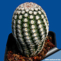 Нажмите на изображение для увеличения.

Название:	Echinocactus_reichembachii_albispinus_810.jpg
Просмотров:	152
Размер:	140.9 Кб
ID:	365407
