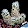 Нажмите на изображение для увеличения.

Название:	Echinocereus_baileyi_albispinus_troy_450.jpg
Просмотров:	150
Размер:	156.0 Кб
ID:	365408