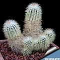 Нажмите на изображение для увеличения.

Название:	Echinocereus_baileyi_albispinus_troy_450.jpg
Просмотров:	132
Размер:	156.0 Кб
ID:	365408