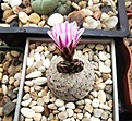 Нажмите на изображение для увеличения.

Название:	Turbinicarpus valdesianus.jpg
Просмотров:	137
Размер:	141.0 Кб
ID:	365428