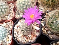 Нажмите на изображение для увеличения.

Название:	Mammillaria theresae.jpg
Просмотров:	131
Размер:	148.1 Кб
ID:	365429