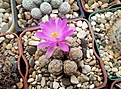 Нажмите на изображение для увеличения.

Название:	Mammillaria theresae f. cristata.jpg
Просмотров:	114
Размер:	198.2 Кб
ID:	365430