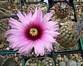Нажмите на изображение для увеличения.

Название:	Echinocereus reichenbachii.jpg
Просмотров:	141
Размер:	195.5 Кб
ID:	365431