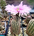 Нажмите на изображение для увеличения.

Название:	Echinocereus reichenbachii 1.jpg
Просмотров:	140
Размер:	216.9 Кб
ID:	365432