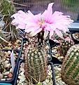 Нажмите на изображение для увеличения.

Название:	Echinocereus reichenbachii 1.jpg
Просмотров:	120
Размер:	216.9 Кб
ID:	365432