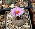 Нажмите на изображение для увеличения.

Название:	Turbinicarpus valdesianus.jpg
Просмотров:	156
Размер:	118.5 Кб
ID:	365457