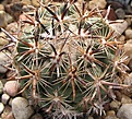 Нажмите на изображение для увеличения.

Название:	Coryphantha kracikii.JPG
Просмотров:	363
Размер:	86.2 Кб
ID:	365490