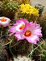 Нажмите на изображение для увеличения.

Название:	Thelocactus bicolor schotti.jpg
Просмотров:	142
Размер:	295.9 Кб
ID:	365495