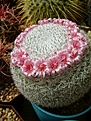Нажмите на изображение для увеличения.

Название:	Mammillaria supertexta.jpg
Просмотров:	144
Размер:	282.3 Кб
ID:	365497