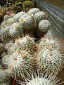 Нажмите на изображение для увеличения.

Название:	Mammillaria parkinsonii .jpg
Просмотров:	147
Размер:	366.2 Кб
ID:	365498