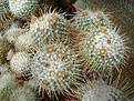 Нажмите на изображение для увеличения.

Название:	Mammillaria parkinsonii.jpg
Просмотров:	127
Размер:	351.7 Кб
ID:	365499