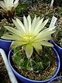 Нажмите на изображение для увеличения.

Название:	Gymnocalycium netrelianum.jpg
Просмотров:	146
Размер:	240.3 Кб
ID:	365500