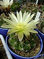 Нажмите на изображение для увеличения.

Название:	Gymnocalycium netrelianum.jpg
Просмотров:	127
Размер:	240.3 Кб
ID:	365500