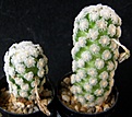 Нажмите на изображение для увеличения.

Название:	theresae_albiflora_21mm_-_3000p
Просмотров:	868
Размер:	223.2 Кб
ID:	365568