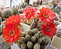 Нажмите на изображение для увеличения.

Название:	Chamaecereus cv. Antonella x Violet.JPG
Просмотров:	191
Размер:	227.6 Кб
ID:	365641
