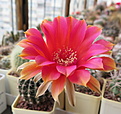 Нажмите на изображение для увеличения.

Название:	Echinopsis cv. Intrigue.JPG
Просмотров:	180
Размер:	235.2 Кб
ID:	365642