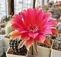 Нажмите на изображение для увеличения.

Название:	Echinopsis cv. Intrigue.JPG
Просмотров:	163
Размер:	235.2 Кб
ID:	365642