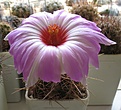 Нажмите на изображение для увеличения.

Название:	Thelocactus_bicolor_SB866_7y.JPG
Просмотров:	185
Размер:	129.6 Кб
ID:	365655