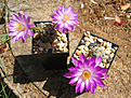 Нажмите на изображение для увеличения.

Название:	Mammillaria theresae.jpg
Просмотров:	157
Размер:	380.6 Кб
ID:	365689