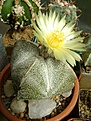 Нажмите на изображение для увеличения.

Название:	Astrophytum miriostigma ssp ONZUKA.jpg
Просмотров:	163
Размер:	278.3 Кб
ID:	365693