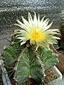 Нажмите на изображение для увеличения.

Название:	Astrophytum ornatum.jpg
Просмотров:	157
Размер:	316.0 Кб
ID:	365694