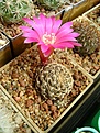 Нажмите на изображение для увеличения.

Название:	Sulcorebutia breviflora v.laui.jpg
Просмотров:	144
Размер:	311.0 Кб
ID:	365696
