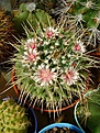Нажмите на изображение для увеличения.

Название:	Mammillaria centricircha.jpg
Просмотров:	162
Размер:	317.6 Кб
ID:	365697