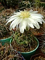 Нажмите на изображение для увеличения.

Название:	Gymnocalycim gibbosum..jpg
Просмотров:	150
Размер:	231.3 Кб
ID:	365703