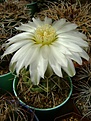 Нажмите на изображение для увеличения.

Название:	Gymnocalycim gibbosum.jpg
Просмотров:	172
Размер:	218.7 Кб
ID:	365704