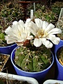 Нажмите на изображение для увеличения.

Название:	Gymnocalycium sp..jpg
Просмотров:	159
Размер:	225.4 Кб
ID:	365705