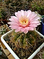 Нажмите на изображение для увеличения.

Название:	Gymnocalycium sp..jpg
Просмотров:	127
Размер:	249.0 Кб
ID:	365706