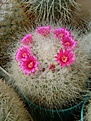 Нажмите на изображение для увеличения.

Название:	Mammillaria hahniana. .jpg
Просмотров:	148
Размер:	317.8 Кб
ID:	365707